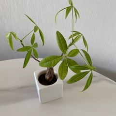 パキラ　ハイドロ
の画像