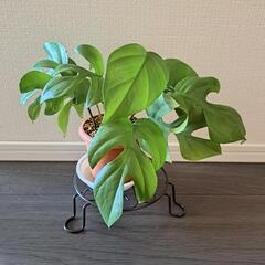 🌿ヒメモンステラ⑬🌿