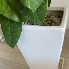 フィカス　鉢植えの画像