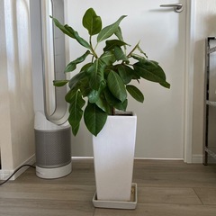 フィカス　鉢植えの画像