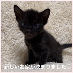 ベンガル猫専門ブリーダーです。 9/26生まれ