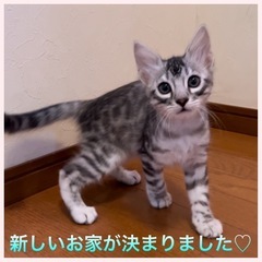 ベンガル猫専門ブリーダーです。3/10生まれ