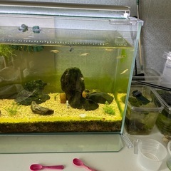 メダカ　ヒメダカ　5匹セット