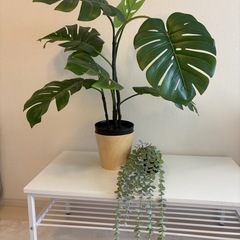 IKEA 観葉植物 2点セット　美品