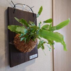 着生シダ植物 フレボディウム「ブルースター」板付け
