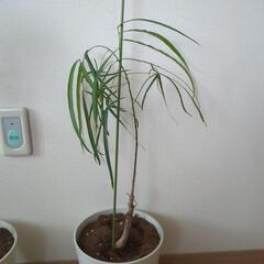 サンスベリア、ボトルツリー　観葉植物