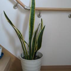 サンスベリア、ボトルツリー　