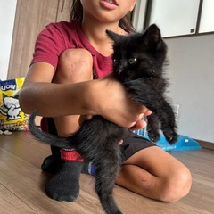 黒の子猫　生後2ヶ月以内です