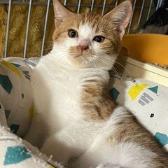 新規受付一時停止　茶白子猫ちゃん