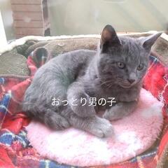自宅の庭に猫の親子が住み着いています