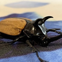 ゴホンヅノカブトの幼虫

