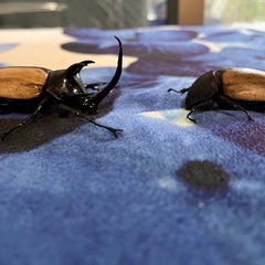 ゴホンヅノカブトの幼虫
の画像