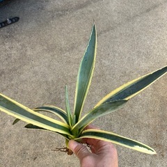 【アガベ　アメリカーナ　斑入り】の画像