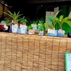 観葉植物販売