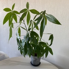 パキラ　65センチ