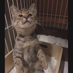 里親募集🐈　キジトラ　たろ　男の子　約３ヶ月半　兄弟 - 伊勢市