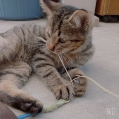 里親募集🐈　キジトラ　たろ　男の子　約３ヶ月半　兄弟 - 猫