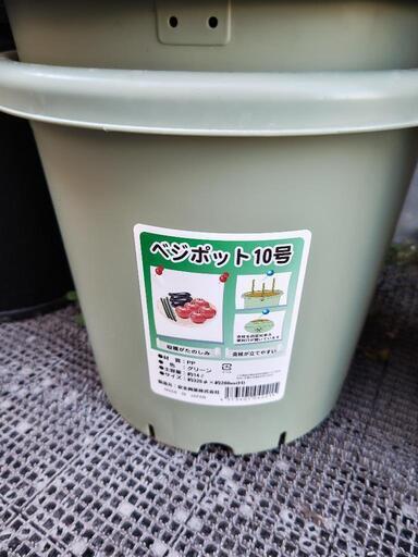 ベジポット、観葉植物