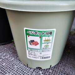 ベジポット、観葉植物