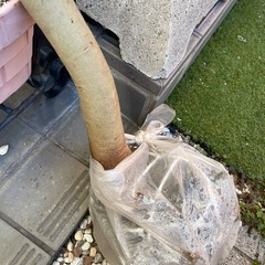 [値下げしました]シマトネリコ 単幹 一本立ち　苗木  の画像