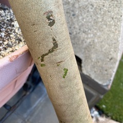 [値下げしました]シマトネリコ 単幹 一本立ち　苗木  の画像