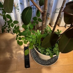 観葉植物 ゴムの木 高さ約100センチ 3本の画像