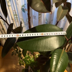 観葉植物 ゴムの木 高さ約100センチ 3本の画像