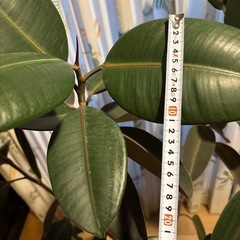 観葉植物 ゴムの木 高さ約100センチ 3本の画像
