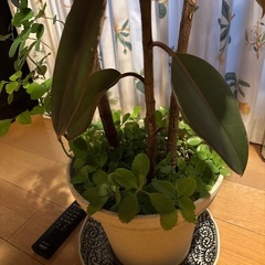 観葉植物 ゴムの木 高さ約100センチ 3本の画像