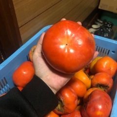 吉野柿(痛みあり)3個100円