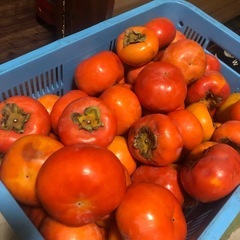 吉野柿(痛みあり)3個100円の画像