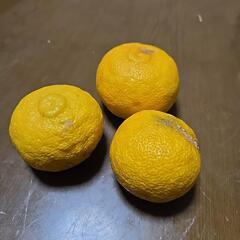 柚子　有機栽培の画像