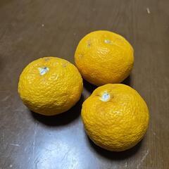 柚子　有機栽培の画像