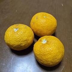 柚子　有機栽培の画像