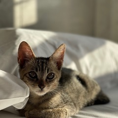 子猫をお譲りします。