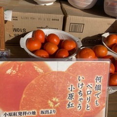 販売開始‼️「小原紅早生」旬のみかん！の画像