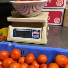 販売開始‼️「小原紅早生」旬のみかん！の画像