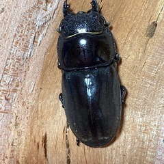 スマトラオオヒラタ♀