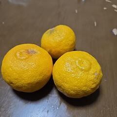 有機栽培　柚子の画像