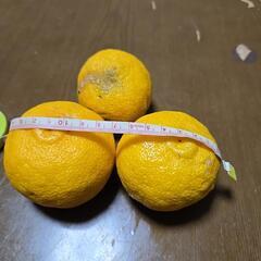 有機栽培　柚子の画像