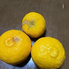 有機栽培　柚子の画像
