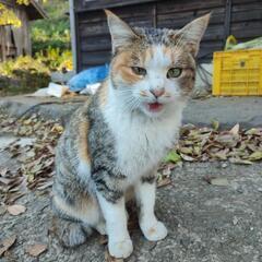 人が大好き甘えん坊のかわいいキジ三毛猫♀ - 里親募集