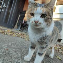 人が大好き甘えん坊のかわいいキジ三毛猫♀ − 熊本県