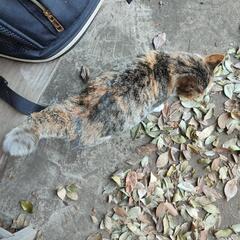 人が大好き甘えん坊のかわいいキジ三毛猫♀ - 猫