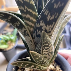 アロエの画像
