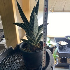 アロエの画像