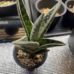 アロエ