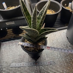 アロエの画像