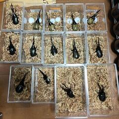 昆虫即売会！ヘラクレスオオカブトがいるよ！！ - イベント