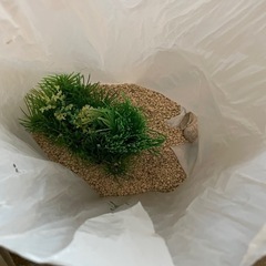 小型水槽　付属品込みの画像